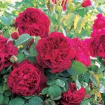 Trandafiri de trandafiri în creștere, plantare și îngrijire în teren deschis