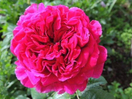 Park rózsa termesztés, ültetés és gondozás a nyílt terepen