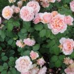 Trandafiri de trandafiri în creștere, plantare și îngrijire în teren deschis