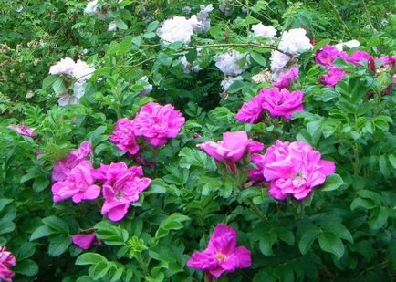 Park rózsa termesztés, ültetés és gondozás a nyílt terepen