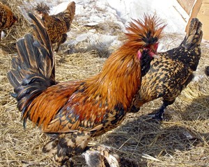 Pavlovskaya csirke - fajta leírás, tartási, takarmányozási és tenyésztési madarak