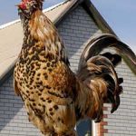 Pavlovskaya csirke - fajta leírás, tartási, takarmányozási és tenyésztési madarak