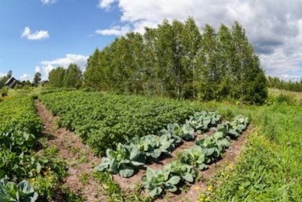 Perioada de vegetație și importanța acesteia pentru creșterea legumelor