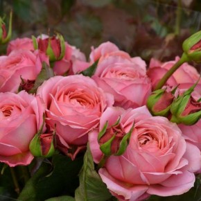 Trandafiri în formă de trandafiri pentru decorarea nunții, buchet