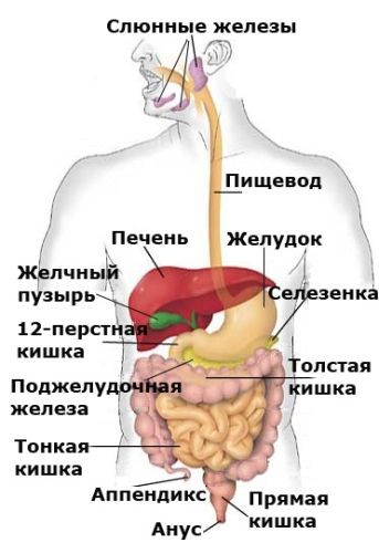 Травна система людини, органи травлення, профілактика і лікування піщеварітельнаой