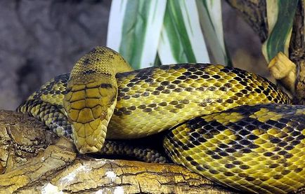 Python, python (python), legendele povestirii despre pythoni, victima, africanii, protecția puponilor, temple,