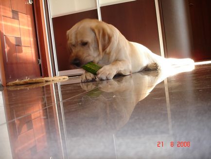 Planet labradorok, hogy a labrador enni minél többet tud az emberek, annál jobban szeretem a kutyák