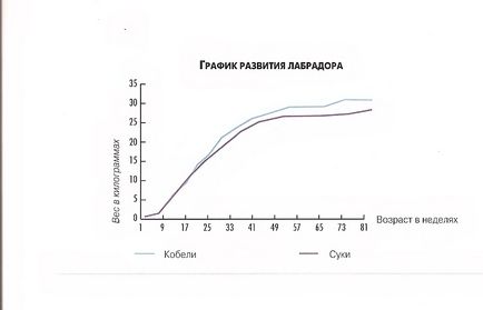 Plante Labradoare care mănâncă Labradori cu cât recunosc mai mult oamenii, cu atât îmi place mai mult câinii