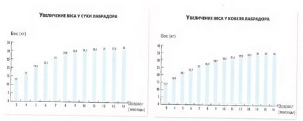 Планета лабрадорів, що їдять лабрадори чим більше пізнаю людей, тим більше люблю собак