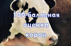 Племінні нетелі де купити і як вибрати