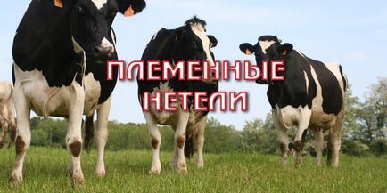 Племінні нетелі де купити і як вибрати