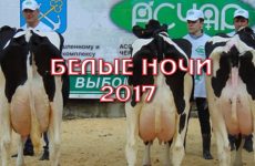 Племінні нетелі де купити і як вибрати