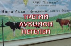 Племінні нетелі де купити і як вибрати