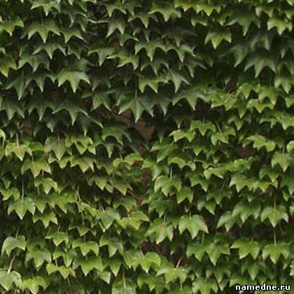 Ivy - proprietăți medicinale - nume de plante n - plante medicinale - rețete populare - nume -