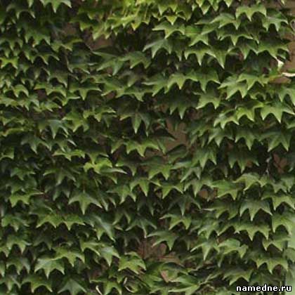 Ivy - proprietăți medicinale - nume de plante n - plante medicinale - rețete populare - nume -