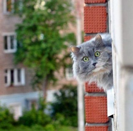 Чому кішки йдуть з дому, молоді та старі