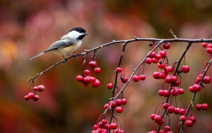 Чому птахи восени відлітають дитина - мамин клуб