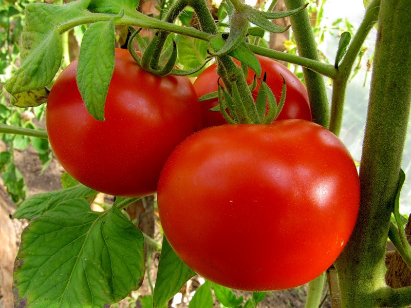 Válogatás a legjobb receptek ketchup paradicsomból, szilva, alma és paprika télen - lépésről lépésre leírás fotókkal