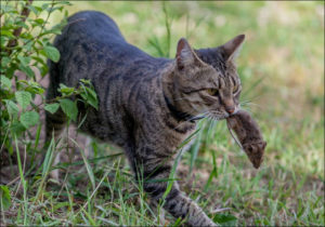 Az Minsk macska vadászik leverets