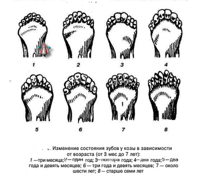 Купівля кози, сільське життя