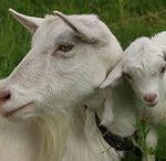 Купівля кози, сільське життя
