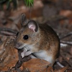 Польові миші на території шведської сільської садиби