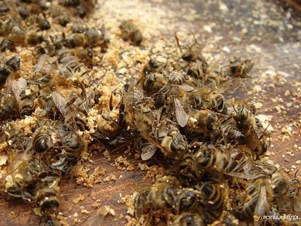 Користь від бджолиного підмору при онкології дуже істотна