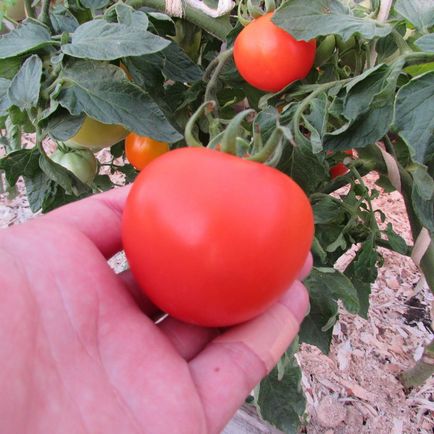 помідори святвечір