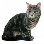 Порода кішок японський бобтейл