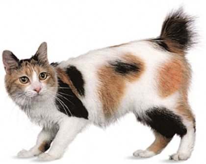 Macska fajta japán Bobtail