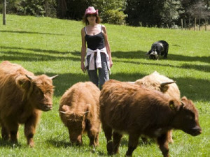 Breed mini Highland tehén, fotó, leírás, termesztés