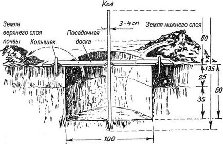 Plantarea unei pere