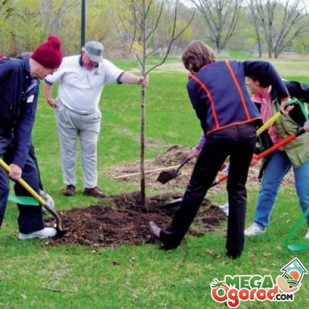 Plantarea unei pere în primăvară selecție de soi, locație și tehnologie de plantare