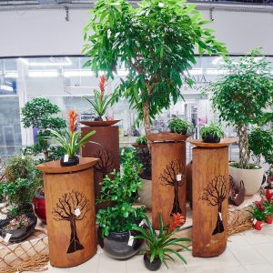 Reguli pentru aranjarea plantelor de dimensiuni mari în interior