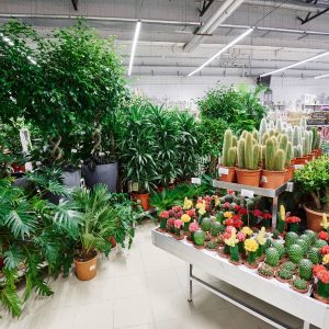 Reguli pentru aranjarea plantelor de dimensiuni mari în interior