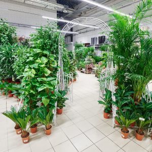 Правила розстановки крупномерних рослин в інтер'єрі