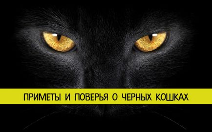 Прикмети і повір'я про чорних кішок