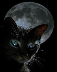 Semne și superstiții despre pisicile negre