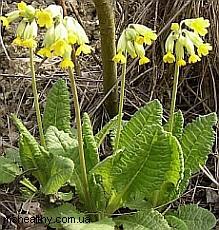 Primula - floarea celor doisprezece zei