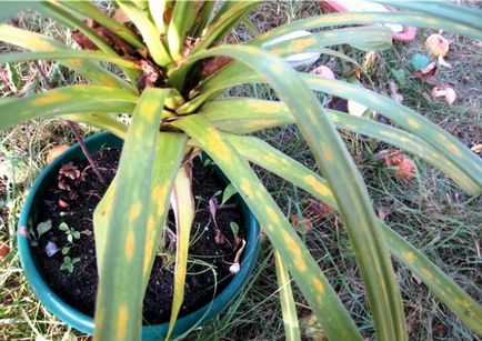 Jelek és betegségek elleni küzdelemben és a kártevők Dracaena