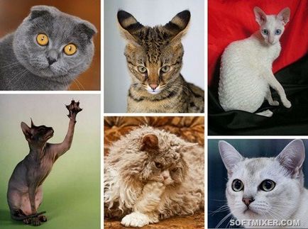 Originea unor rase neobisnuite de pisici