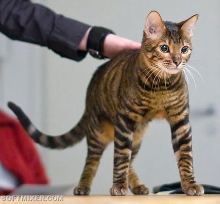 Az eredete a szokatlan fajtájú macskák