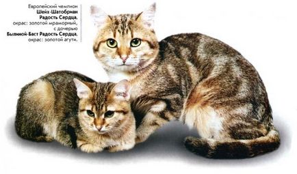 Doar European Shorthair - pisici misterioase