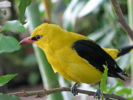 Bird - simbolul lunii iulie - Oriole - Asociația iubitorilor de păsări