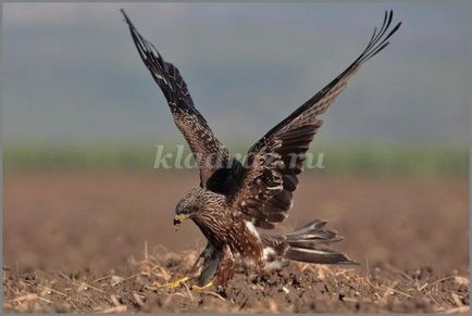 O poveste despre o pisică pentru 1-2 grade