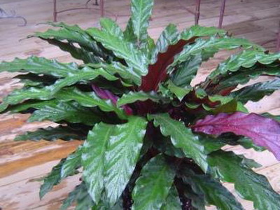 Рослина калатея ( «молитовний квітка») фото, опис видів, догляд і розмноження в домашніх умовах