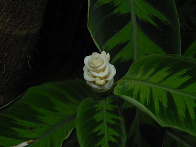 Рослина калатея ( «молитовний квітка») фото, опис видів, догляд і розмноження в домашніх умовах
