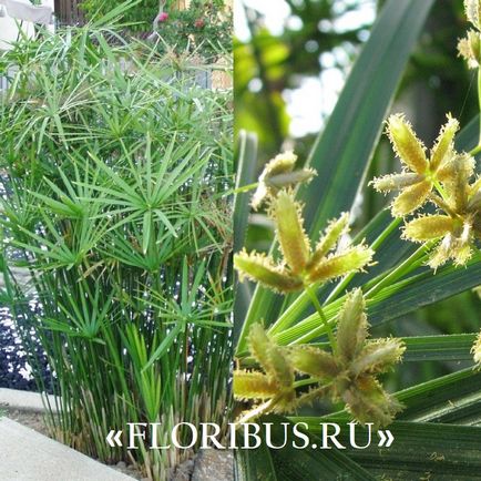 O planta de cyperus la domiciliu fotografie papyrus cyperus și frunze alternative, plantare,