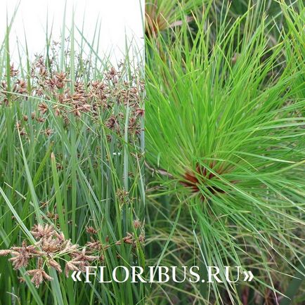 O planta de cyperus la domiciliu fotografie papyrus cyperus și frunze alternative, plantare,