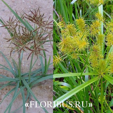 O planta de cyperus la domiciliu fotografie papyrus cyperus și frunze alternative, plantare,